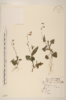 紫背草藏品圖，第1張