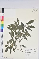密花五月茶藏品圖，第1張