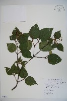 紅子莢迷藏品圖，第1張