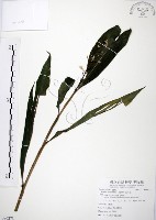 山月桃藏品圖，第1張