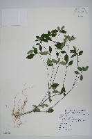 爵床藏品圖，第1張