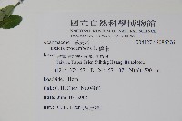 爵床藏品圖，第2張