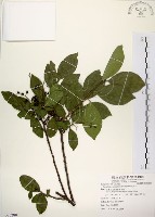 灰木藏品圖，第1張