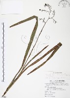 桔梗蘭藏品圖，第1張