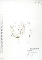 矮形光巾草藏品圖，第1張