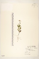 濱斑鳩菊藏品圖，第1張