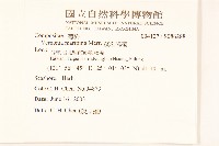 濱斑鳩菊藏品圖，第2張