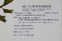 爬森藤藏品圖，第2張
