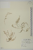 瓜槌草、漆姑草藏品圖，第1張