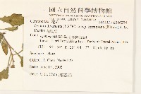 白鳳菜藏品圖，第2張