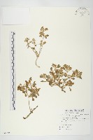 台灣佛甲草、石板菜藏品圖，第1張