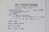 細葉蘭花參藏品圖，第2張