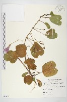 馬鞍藤藏品圖，第1張