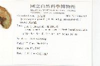 馬鞍藤藏品圖，第2張