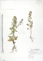 茅毛珍珠菜藏品圖，第1張