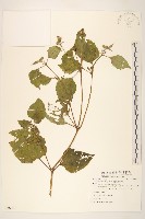 雙花蟛蜞菊藏品圖，第1張
