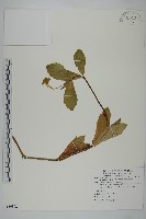 南美蟛蜞菊、三裂葉蟛蜞菊藏品圖，第1張