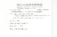 南美蟛蜞菊、三裂葉蟛蜞菊藏品圖，第2張