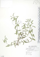 裂葉月見草藏品圖，第1張