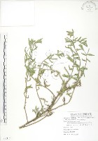 裂葉月見草藏品圖，第1張