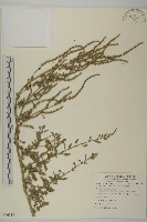變葉藜藏品圖，第1張