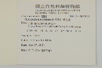 變葉藜藏品圖，第2張