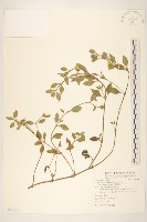 天蓬草舅藏品圖，第1張