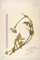 苦滇菜、苦菜藏品圖，第1張