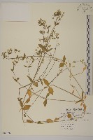 繁縷藏品圖，第1張