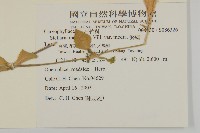 繁縷藏品圖，第2張