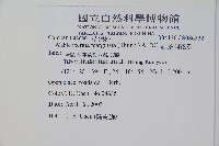 細葉蘭花參藏品圖，第2張