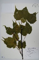 臺灣紅榨槭藏品圖，第1張