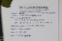 臺灣紅榨槭藏品圖，第2張