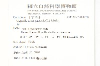 薺藏品圖，第2張
