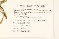 福山氏飛蓬藏品圖，第2張