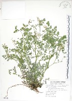 彎果黃菫藏品圖，第1張