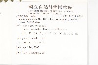 台灣黃鵪菜藏品圖，第2張