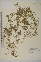 繁縷藏品圖，第1張