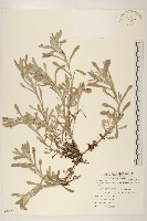 鼠麴草藏品圖，第1張