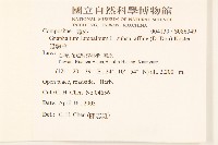 鼠麴草藏品圖，第2張