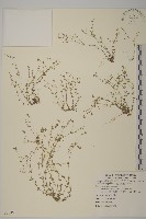 無心菜、鵝不食草藏品圖，第1張