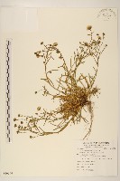 福山氏飛蓬藏品圖，第1張