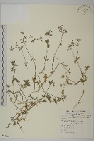 卷耳藏品圖，第1張