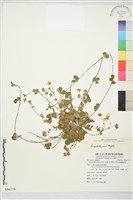 登錄號:S086358藏品圖，第1張