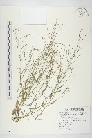 玉山筷子芥藏品圖，第1張