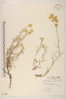 鼠麴草藏品圖，第1張