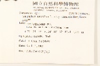 鼠麴草藏品圖，第2張