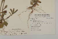 日本假蓬藏品圖，第2張