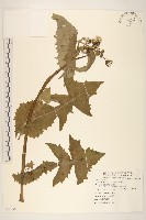 苦滇菜、苦菜藏品圖，第1張