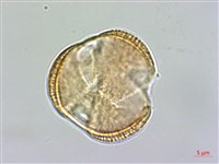 臺東龍膽藏品圖，第2張